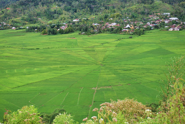 Spinnennetz Reisfelder - Flores - Indonesien